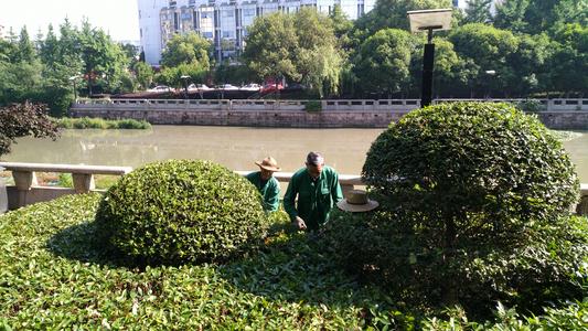 绿化养护