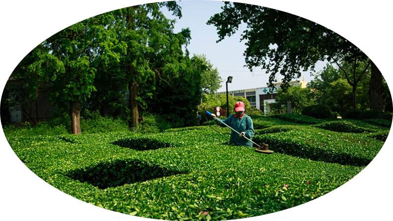 园林绿化养护